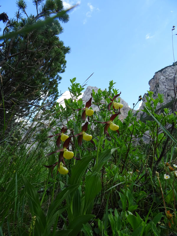 XII Apostoli........Gruppo di Brenta